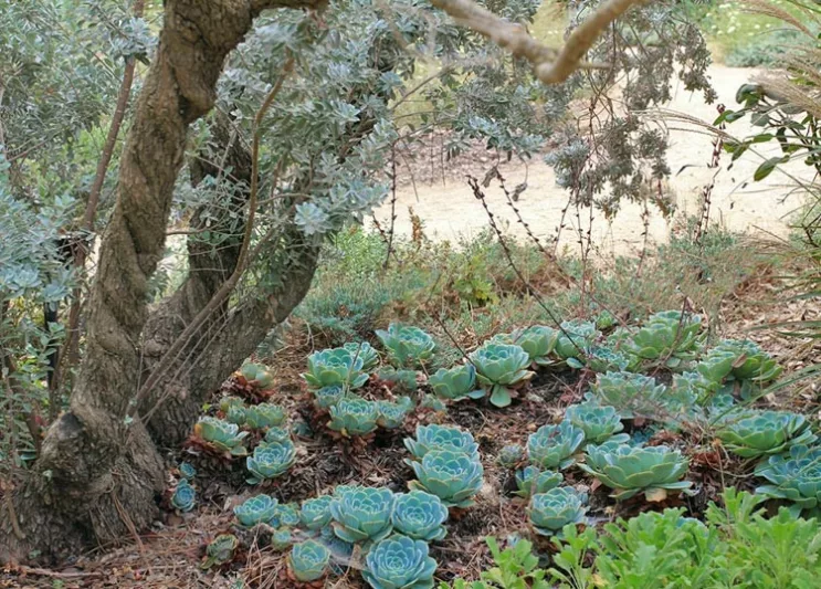 Echevaria Imbricata