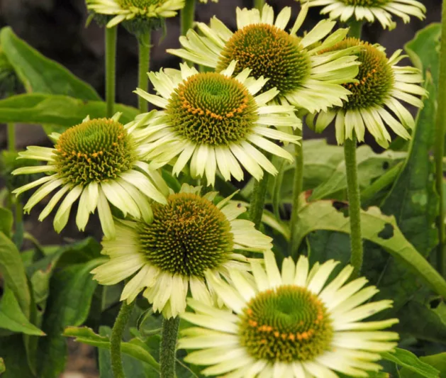 Echinacea purpurea 'Green Jewel', Echinacea 'Green Jewel', Coneflower 'Green Jewel', Green coneflower, Green coneflowers, Green Echinacea
