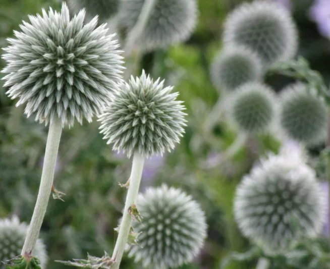 Globe thistle Star Frost, Echinops bannaticus 'Star Frost', Echinops 'Star Frost', White Echinops, White globe Thistle, White Flowers, White perennials, drought tolerant plants, low maintenance plants