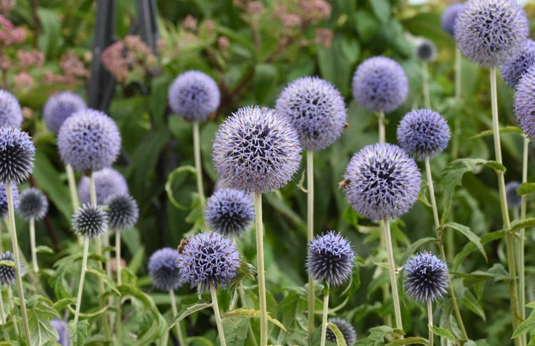 Echinops Ritro 'Taplow Blue', Globe Thistle 'Taplow Blue', Echinops Ritro 'Taplow Blue', Echinops 'Taplow Blue', Eryngium 'Taplow Blue', Blue perennials, drought tolerant plants, low maintenance plants, Taplow blue echinops, Echinops Bannaticus 'Taplow Blue'