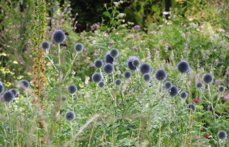 Echinops Ritro 'Taplow Blue', Globe Thistle 'Taplow Blue', Echinops Ritro 'Taplow Blue', Echinops 'Taplow Blue', Eryngium 'Taplow Blue', Blue perennials, drought tolerant plants, low maintenance plants, Taplow blue echinops, Echinops Bannaticus 'Taplow Blue'