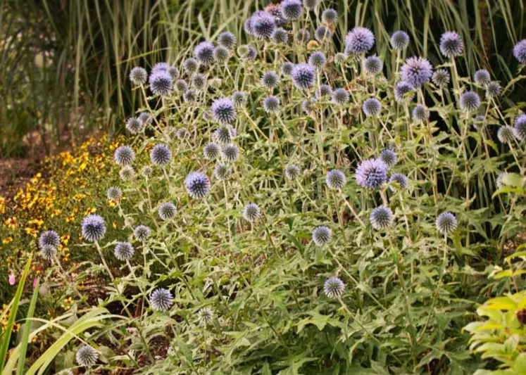 Echinops bannaticus 'Blue Glow', Globe Thistle 'Blue Glow', Echinops Blue Glow, Blue perennials, drought tolerant plants, low maintenance plants,