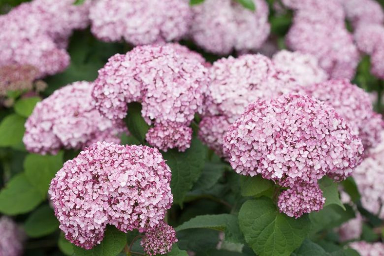 Hydrangea Arborescens Incrediball Blush, Incrediball Blush Smooth Hydrangea, Incrediball Blush Wild Hydrangea, Smooth Hydrangea Incrediball Blush, Wild HydrangeaIncrediball Blush, Hydrangea arborescens 'NCHA4', Hydrangea  arborescens Sweet Annabelle,