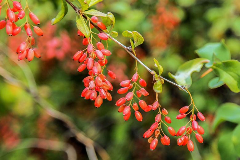 Goji Berry, Wolfberry, Chinese Wolfberry, Matrimony Vine