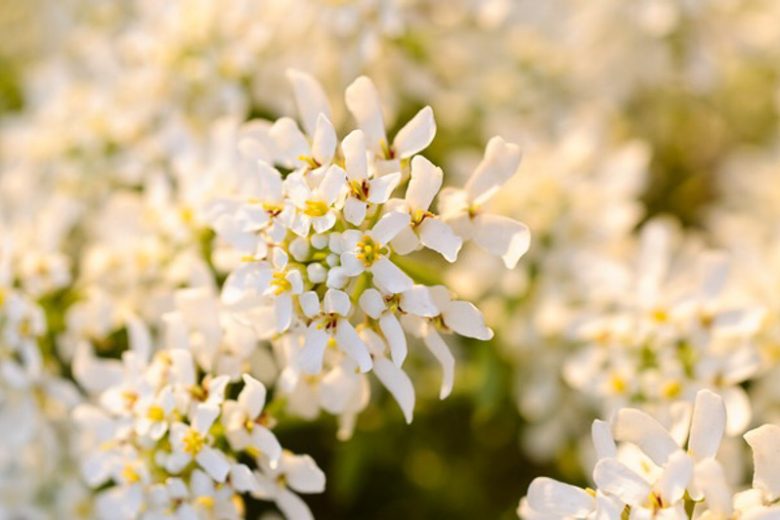 Iberis Sempervirens, Evergreen Candytuft, Perennial Candytuft, Edging Candytuft