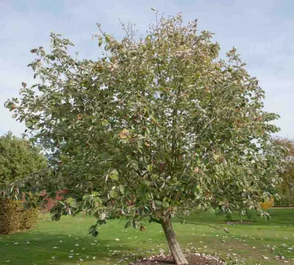 Sorbus thibetica 'John Mitchell', Tibetan Whitebeam 'John Mitchell', Sorbus aria 'Mitchellii', Small Tree, Fall Color, Berries