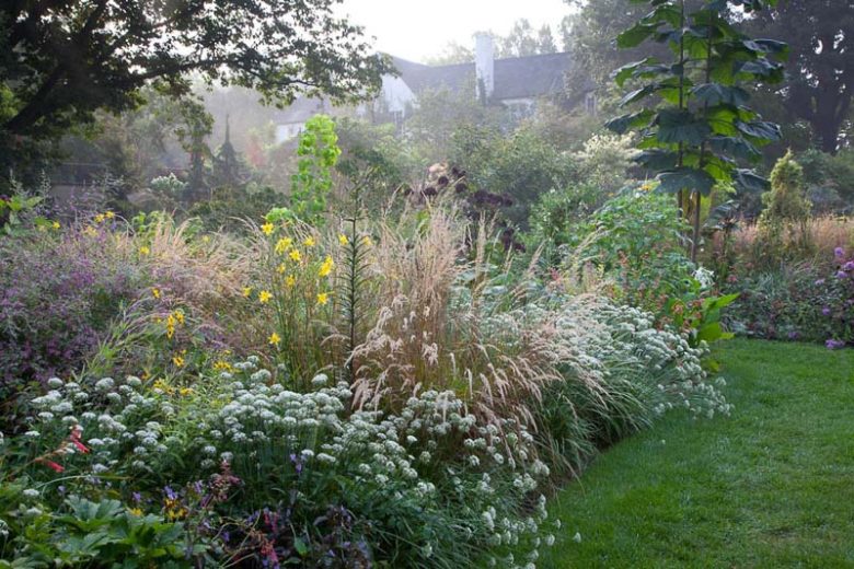 Allium tuberosum, Chinese Chives, Garlic Chives, Oriental Garlic, Chives, Chives Plant, Chives Flower, Aromatic Herb, Cooking Herb