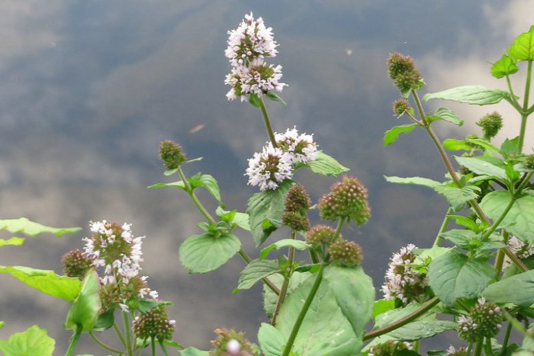Mentha aquatica, Water Mint, Fish Mint, Bog Plants, Aromatic Plants, Lavender Flowers