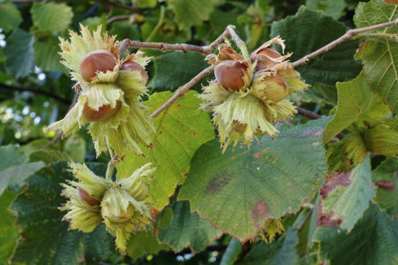 Hazelnut, Filbert, Hazel, Cobnut, Common Filbert, European Hazelnut, Wood Nut, Corylus avellana, Deciduous Shrubs, Fall color, Yellow catkins