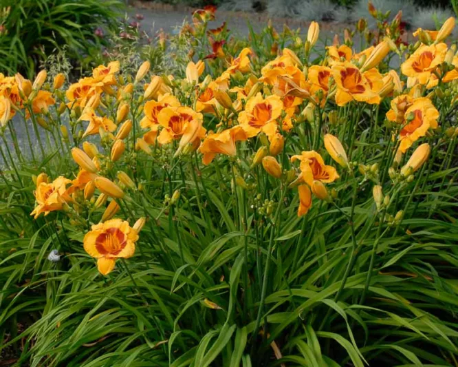 Hemerocallis 'Fooled Me', Daylily 'Fooled Me', Day Lily 'Fooled Me', 'Fooled Me' Daylily, daylilies, Daylily, Day Lilies, Bicolor flowers, Bicolor  day lily, Bicolor  Daylily, Hemerocallidaceae, perennial, plant