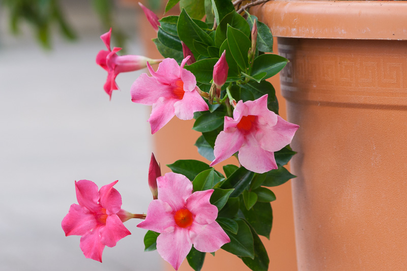 Mandevilla, Dipladenia, RockTrumpet, Evergreen Climber, Evergreen Vine, Mandevilla sanderi, Mandevilla boliviensis, Mandevilla laxa, Brazilian jasmine, Chilean jasmine