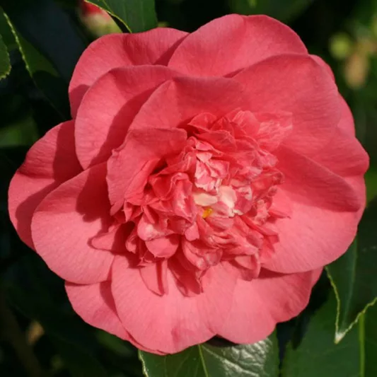 Camellia Japonica 'Elegans', Camellia 'Elegans', 'Elegans' Camellia, Camellia japonica 'Chandleri Elegans', Camellia japonica 'Chandleri Rubra', Camellia japonica 'Red Elegans', Camellia japonica 'Rosea Chandleri', Spring Blooming Camellias, Early to Mid Season Camellias, Red flowers, Red Camellias