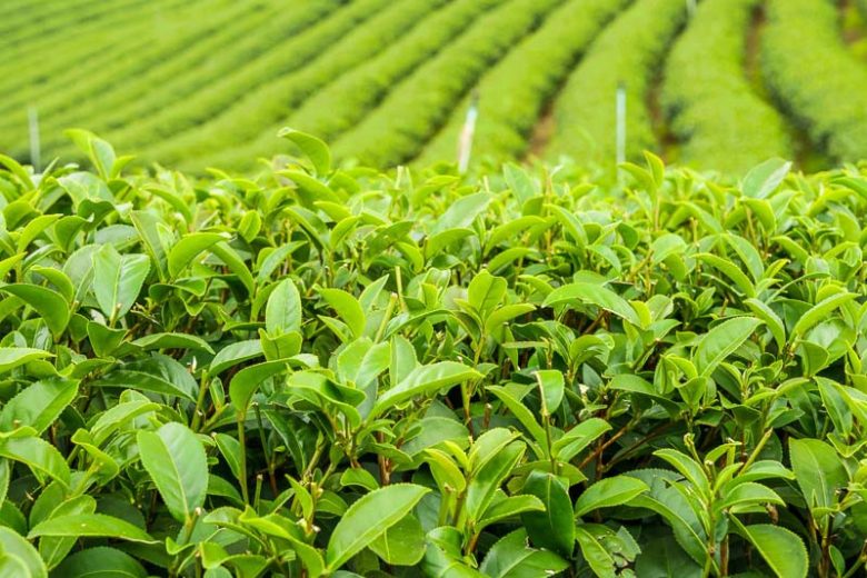 Camellia sinensis, Tea Plant, Tee Tree, Camellia thea, Camellia sinensis thea, Thea sinensis, White flowers, White Camellias