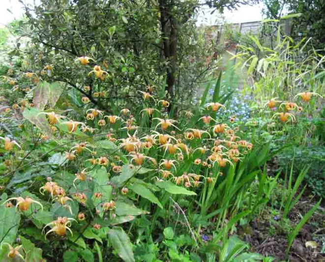 Epimedium 'Amber Queen', Barrenwort 'Amber Queen', Bishop's Hat 'Amber Queen', Bishop's Mitre 'Amber Queen', Fairy Wings 'Amber Queen', Shade Plants, Shade Perennials, Yellow Flowers, Groundcovers, Ground Cover
