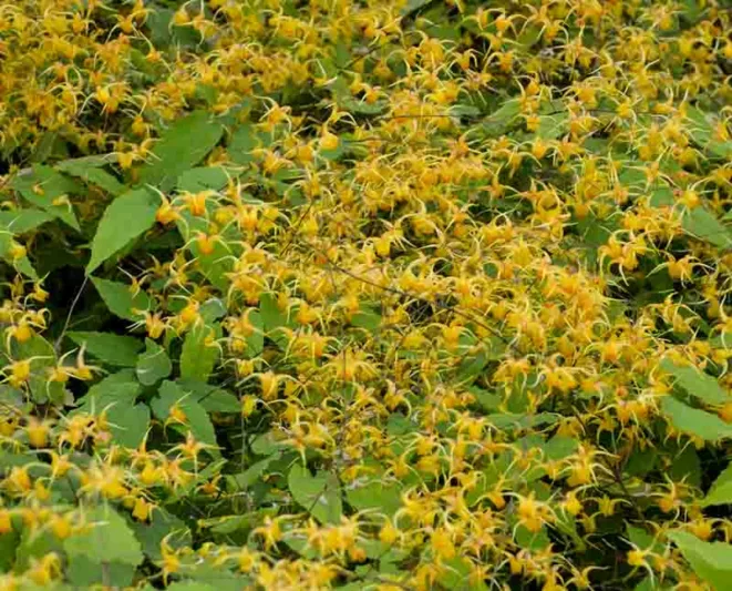 Epimedium 'Amber Queen', Barrenwort 'Amber Queen', Bishop's Hat 'Amber Queen', Bishop's Mitre 'Amber Queen', Fairy Wings 'Amber Queen', Shade Plants, Shade Perennials, Yellow Flowers, Groundcovers, Ground Cover