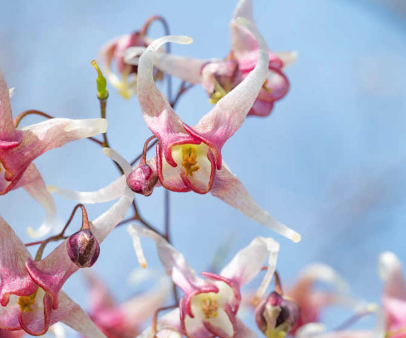 Epimedium 'Domino'