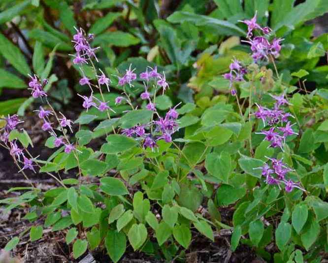 Epimedium grandiflorum 'Lilafee', Barrenwort 'Lilafee', Bishop's Hat 'Lilafee', Bishop's Mitre 'Lilafee', Fairy Wings 'Lilafee', Shade Plants, Shade Perennials, Purple Flowers, Groundcovers, Ground Cover