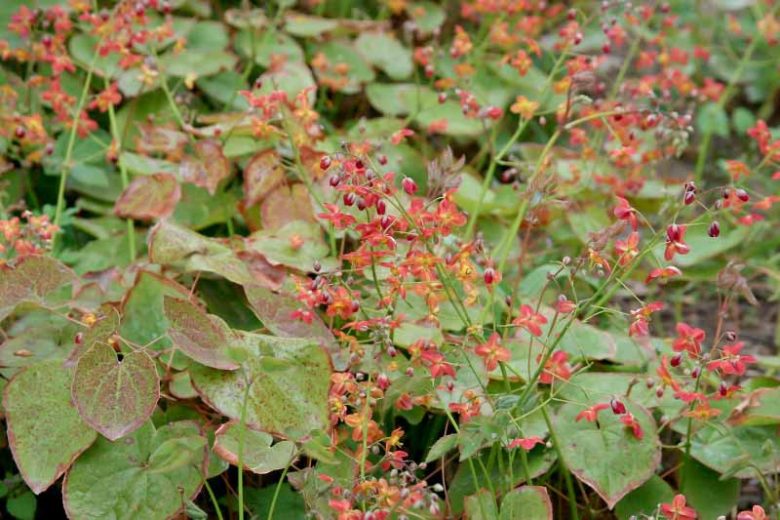 Epimedium × warleyense 'Orangekönigin', Barrenwort ''Orangekönigin'', Bishop's Hat ''Orangekönigin'', Bishop's Mitre ''Orangekönigin'', Fairy Wings ''Orangekönigin', Epimedium pubescens 'Orange Queen', Epimedium × cantabrigiense ORANGE QUEEN', Shade Plants, Shade Perennials, Yellow Flowers, Groundcovers, Ground Cover