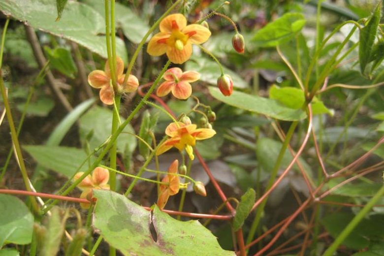Epimedium × warleyense 'Orangekönigin', Barrenwort ''Orangekönigin'', Bishop's Hat ''Orangekönigin'', Bishop's Mitre ''Orangekönigin'', Fairy Wings ''Orangekönigin', Epimedium pubescens 'Orange Queen', Epimedium × cantabrigiense ORANGE QUEEN', Shade Plants, Shade Perennials, Yellow Flowers, Groundcovers, Ground Cover