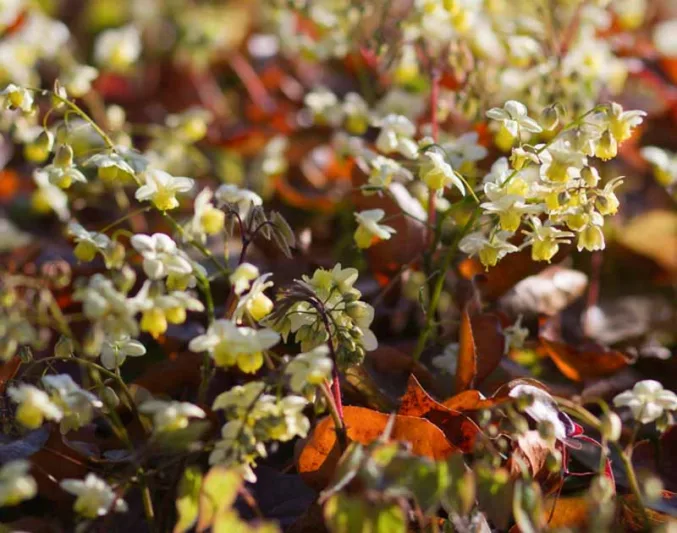 Epimedium × versicolor 'Sulphureum', Barrenwort 'Sulphureum', Epimedium macranthum 'Sulphureum', Epimedium sulphureum, Epimedium × youngianum 'Sulphureum', Shade Plants, Shade Perennials, Yellow Flowers, Groundcovers, Ground Cover