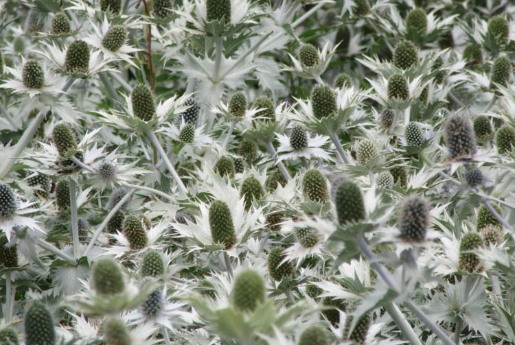 Eryngium Giganteum', Miss Willmott's Ghost, Giant Sea Holly, Tall Eryngo, Eryngium Oliverianum 'Willmott's Ghost', Dry soils plants, Blue flowers, silver perennials