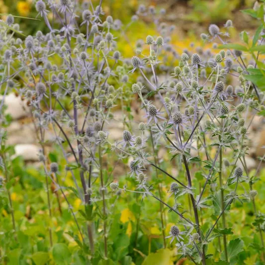 Eryngium Planum 'Blue Glitter', Blue Eryngo 'Blue Glitter', Flat Sea Holly 'Blue Glitter', Eryngium 'Blue Glitter', Sea Holly 'Blue Glitter', False Sea Holly 'Blue Glitter', Blue flowers, Blue perennials