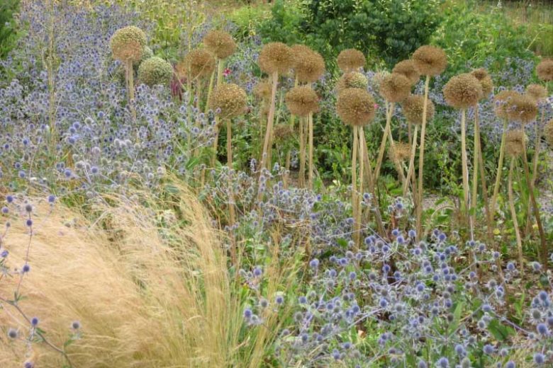 Eryngium x tripartitum, Tripartite Sea Holly, Tripartite Eryngo, Blue flowers, Blue perennials