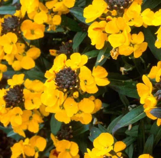 Erysimum 'Walberton's Fragrant Sunshine', Wallflower 'Walberton's Fragrant Sunshine', Erysimum  'Fragrant Sunshine', yellow wallflower, yellow erysimum