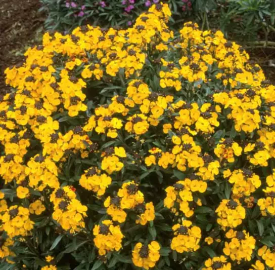 Erysimum 'Walberton's Fragrant Sunshine', Wallflower 'Walberton's Fragrant Sunshine', Erysimum  'Fragrant Sunshine', yellow wallflower, yellow erysimum