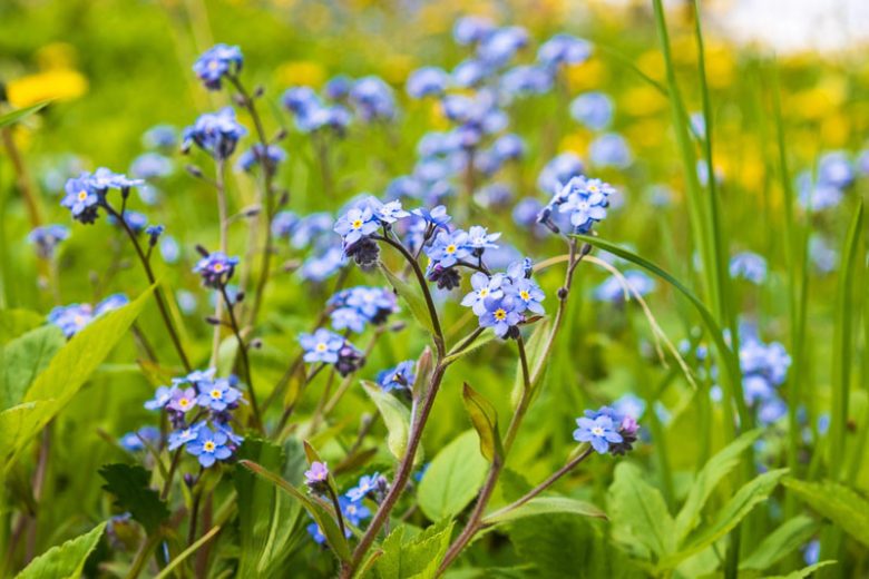 Myosotis scorpioides, Water Forget-Me-Not, Love-Me, Marsh Forget-Me-Not, Mouse-Ear, Mouse-Ear Scorpion Grass, Snake Grass, Myosotis palustris, Blue Ground Cover