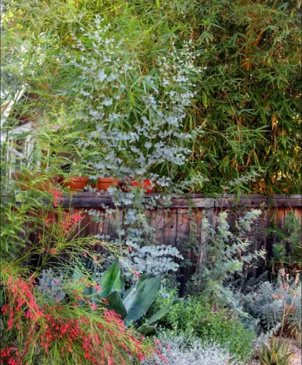 Eucalyptus gunnii, Cider Gum, Cider Tree, Tasmanian Cider Tree, Evergreen Tree, Bark, Aromatic Leaves