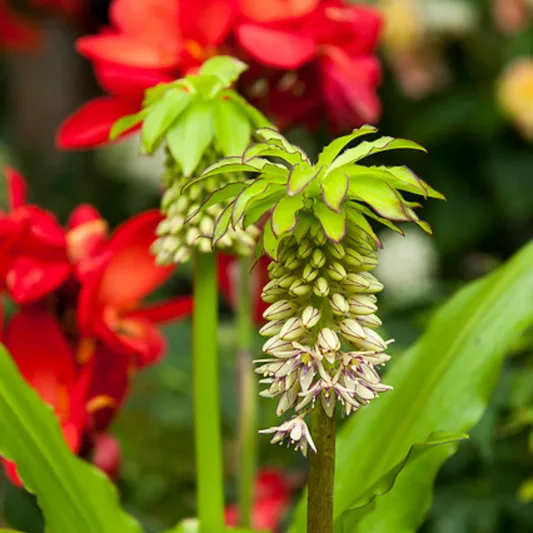 Eucomis bicolor, Bicolor Pineapple Lily, Eucomis, Pineapple Lilies, Pineapple Flowers, Pineapple Lily