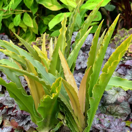 Eucomis Glow Sticks, Pineapple LilyGlow Sticks, Eucomis, Pineapple Lilies, Pineapple Flowers, Pineapple Lily, White Eucomis