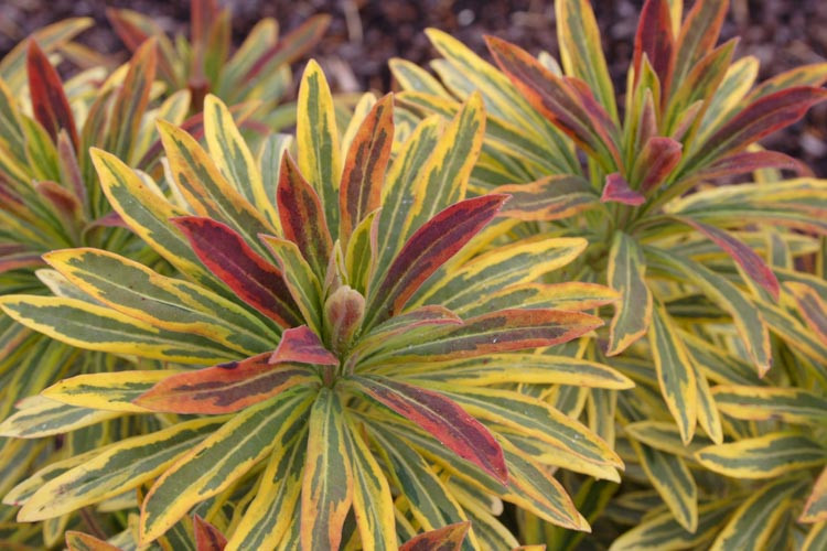 Euphorbia × Martinii 'Ascot Rainbow', Martin's Spurge 'Ascot Rainbow', Drought tolerant perennial, Deer resistant perennial, rabbit resistant