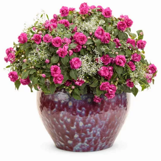 Euphorbia hypericifolia 'Diamond Frost', Euphorbia 'Diamond Frost', Chamaesyce hypericifolia 'Inneuphe', Euphorbia hypericifolia 'Inneuphdia', Evergreen Perennial, White Flowers