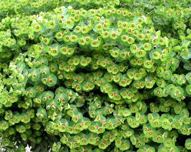 Euphorbia × Martinii 'Tiny Tim', Martin's Spurge 'Tiny Tim', Drought tolerant perennial, Deer resistant perennial, rabbit resistant