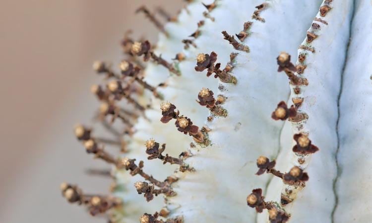 Euphorbia polygona 'Snowflake', Snowflake’ Euphorbia, gray succulent, drought tolerant plant, euphorbia horrida