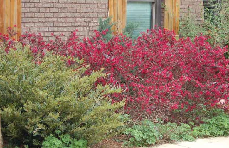 Loropetalum chinense 'Ever Red', Chinese Fringe Flower 'Ever Red', Ever Red Chinese Fringe Flower, Loropetalum chinense 'Chang Nian Hong', evergreen shrubs, red flowers, dark foliage