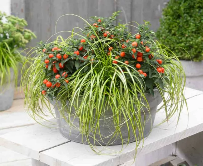 Carex Oshimensis 'Eversheen', Japanese Sedge 'Eversheen', Variegated Sedges, Ornamental grasses, Evergreen Sedge, Evergreen Japanese Sedge