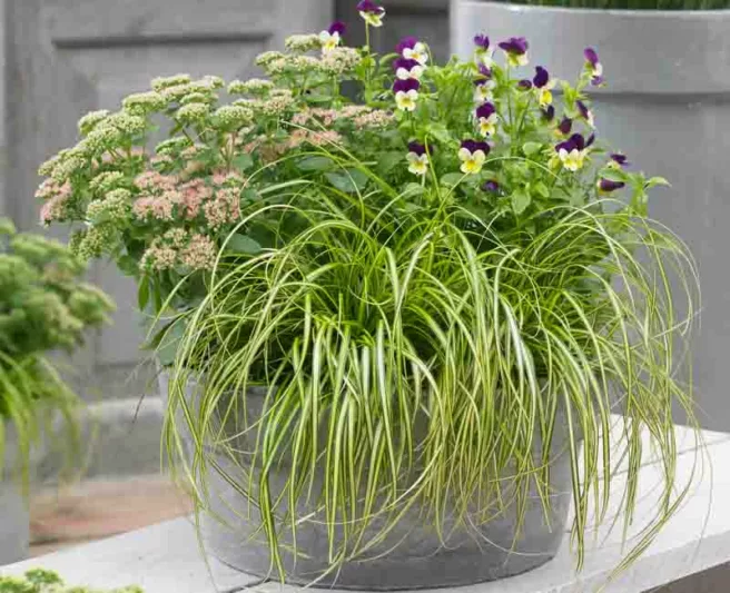 Carex Oshimensis 'Eversheen', Japanese Sedge 'Eversheen', Variegated Sedges, Ornamental grasses, Evergreen Sedge, Evergreen Japanese Sedge