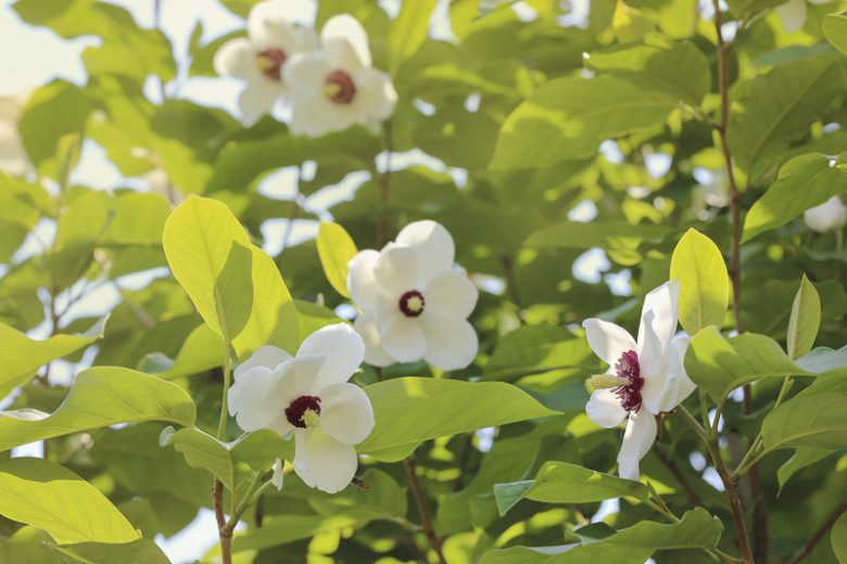 Magnolia sieboldii, Oyama Magnolia, Korean Mountain Magnolia, Siebold's Magnolia, White magnolia, White flowers, Fragrant Flowers