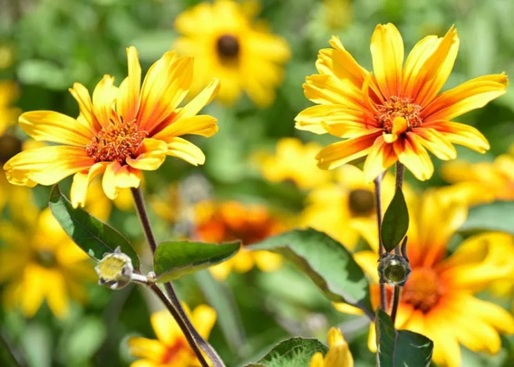 Heliopsis helianthoides var. scabra 'Burning Hearts', Ox Eye 'Burning Hearts', Rough Ox Eye 'Burning Hearts', Hardy Zinnia 'Burning Hearts', Yellow Flowers