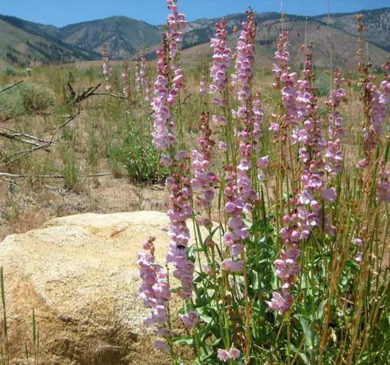 Penstemon palmeri, Palmer's Penstemon, Palmer's Beardtongue, Scented Penstemon, Scented Beardtongue, Pink Penstemon, Pink Beardtongue