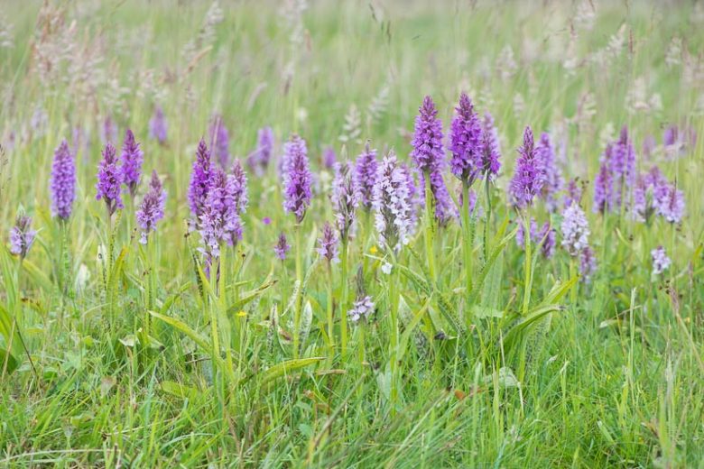Dactylorhiza maculata, Adam-and-Eve, Heath Spotted Orchid, Moorland Spotted Orchid, Orchis maculata, Orchis maculata var. leucantha, Hardy Orchid, Purple Orchid