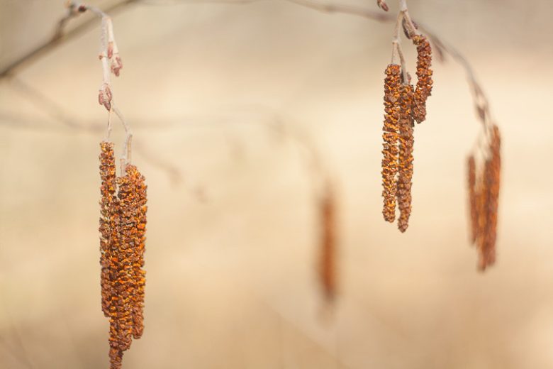 Alnus rubra, Red Alder, Western Alder, Oregon Alder, Alnus oregona, Deciduous Shrubs, Fall color, Red catkins, Native California Trees, Native Oregon Trees