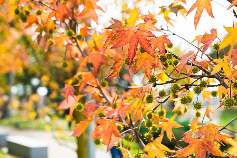 Liquidambar styraciflua, Sweet Gum, American Red Gum, American Sweet Gum, Bilsted, Copalm Balsam, Red Gum, Satin Walnut, Fall Color