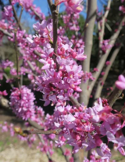 The Rising Sun Cercis, The Rising Sun Redbud, Cercis canadensis The Rising Sun, Cercis canadensis 'jn2', Eastern Redbud The Rising Sun, Small Tree, Spring Pink Flowers, Fall Color
