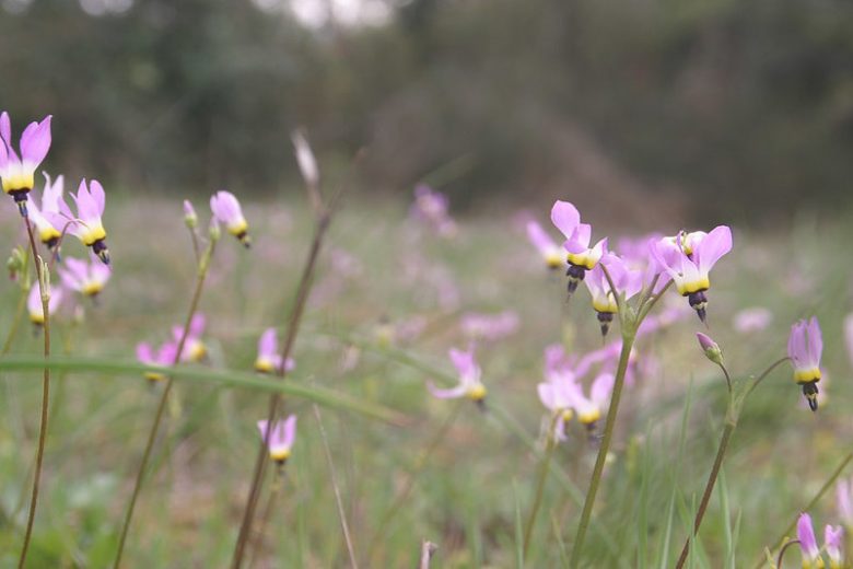 Dodecatheon clevelandii, Padre's Shooting Star, Padre's Shootingstar, Primula clevelandii, California Native Perennial, California Native plants, Purple Flowers