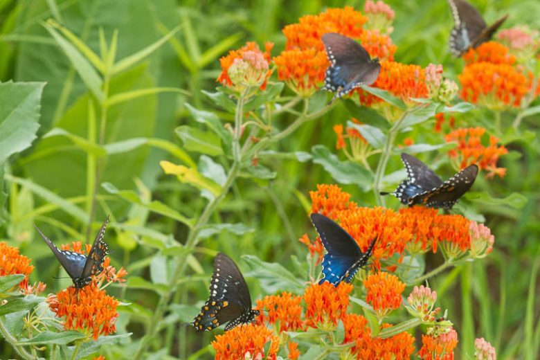 Butterfly Milkweed, Butterfly Weed, Asclepias Tuberosa, Butterfly Flower, Milkweed, Milkweed Plant