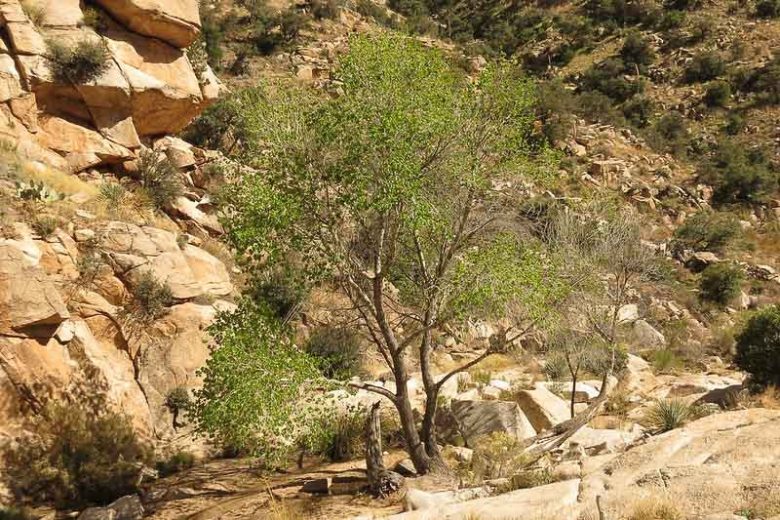 Populus fremontii, Fremont Cottonwood, Western Cottonwood, Gila Cottonwood, Alamo, Deciduous Tree, Fall Color